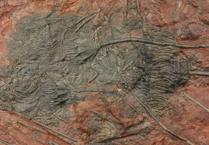 Silurian Fossil Crinoid (Scyphocrinites) Plate - Morocco #134270